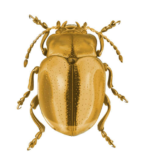 A gold scarab made from a pencil drawing.