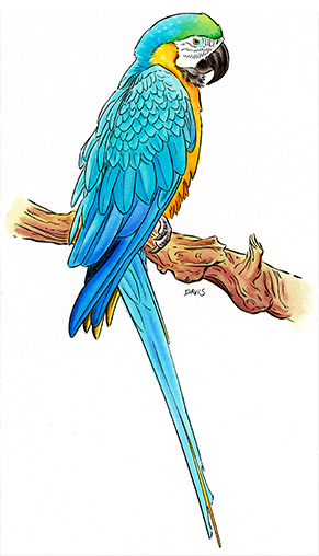 Handdrawn watercolor of a macaw